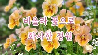 비올라 꽃으로 채우는 화사한 정원 ㅣ씨앗 발아부터 비올라 키우는 방법 ㅣ비올라 색색의 꽃물결