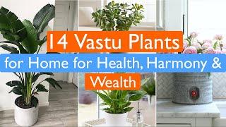 14 Vastu Plants for Home for Health, Harmony and Wealth