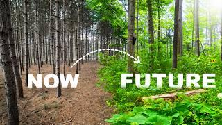 Transforming a Pine Plantation into Wildlife Paradise