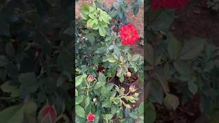 Flowers #shorts #shortvideo