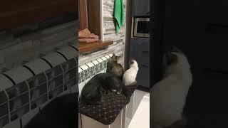 Shorts | Funniest Cats and Dogs  | Funny Animal Videos 94