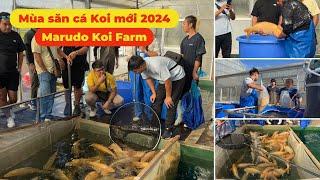 Săn cá Koi tại Nhật Bản mùa thu 2024, Marudo Koi Farm mở bán cá Koi đơn sắc