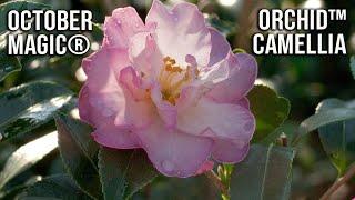 October Magic® Orchid™ Camellia / Fall Flowers