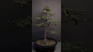 Bonsai Tree | Jade Bonsai Making |#shorts #jade #bonsai