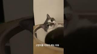 고양이를 키워야 하는 이유 #브리티쉬숏헤어 #브리티쉬 #british #britishshorthair #고양이 #cat