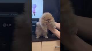 Танцульки #dog #funny #pets #daffy #собакаулыбака #танцы #собака #шпиц