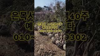 밭정리 합니다 은목서 10년생 #밭정리 #은목서 #나무 #garden #나무심기 #automobile #수국 #라임라이트