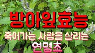 배초향.연명초,죽어가는 환자를살리는효능/봉자언니bongja