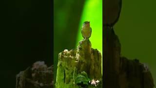 This is the Most Powerful Way to Calm Your Nervous System #birds #lifehacks