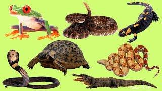 Learn names and Sound  Amphibians and reptiles  in English for Children