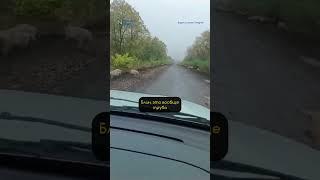 Курская область: сотни свиней вдоль дороги