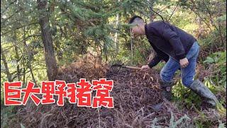 偏僻山区野猪泛滥，跟着痕迹找到猪窝，这么大的野猪窝第一次见【山村大雄】