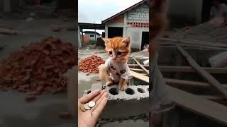 White kitten saves motorcycle... #cat #amen#story #shorts  #shortsvideo #subscribe#unitedstates