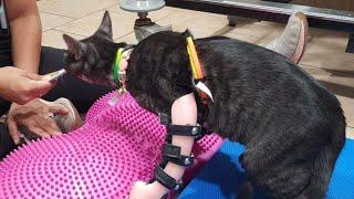 Rescue kitten born with disability now able to walk thanks to leg braces | SWNS