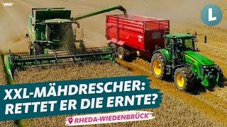 Endlich Ernte - ist der Weizen noch zu retten? | WDR Lokalzeit Land.Schafft.