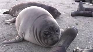 Elephant Seal Pup Encounter on South Georgia Island