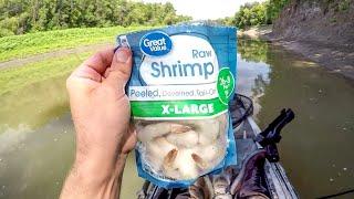 Fishing With Shrimp For BIG Catfish!