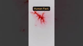  Vascular voyage: Explore the astounding miles of blood vessels! #facts #psychologyfacts #shorts