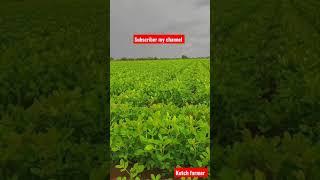 mungfali ki kheti #mandvi #khedut #kissan #mungfali #rain #shots #tiktok#farmimg#abalalpatel#kheti