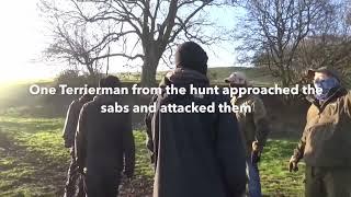 Ledbury Hunt terriermen attack protesters at badger sett 2016