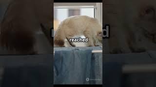 POV: Your Cat Thinks Your Laundry Is Their Throne 