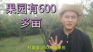 山里600多亩果园，5000都没人承包，还有200多亩山地