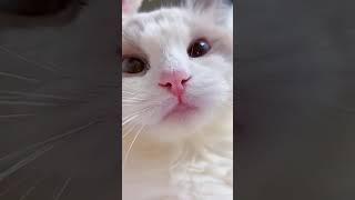 funny cats meow #cat #cats #catvideos #catshorts #catlovers