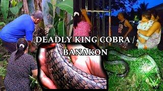 VENOMOUS INVADERS : King Cobras Strike Fear In Our Village, When Will It End?