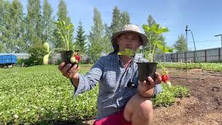 Очень сладкая, крупная и ранняя земляника (клубника) АЗИЯ
