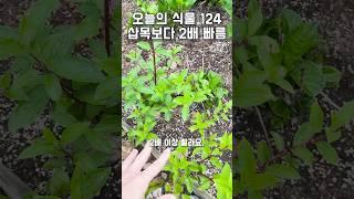124. 삽목보다 2배 빠른 목수국 번식방법!! 외목대 꿀팁까지!!
