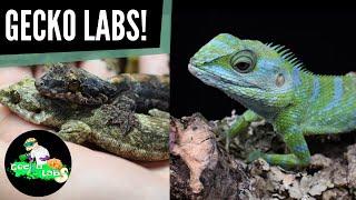 A Reptile Keepers Role in Conservation | Dillon Damuth - The Animals at Home Podcast