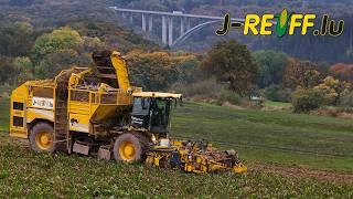 Beet harvesting with J-Reiff | Ropa Panther // 2x Massey Ferguson | Bitburger Land 2024