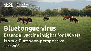 Essential Bluetongue vaccine insights for UK vets from a European perspective | AHDB Webinar