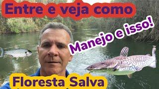 AMAZÔNIA LEGAL, Projeto de Manejo Sustentavel, quer saber mais assista,,,