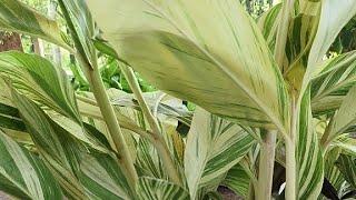 alpinia zerumbet variegata plant care tips video