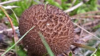 Purchawka brunatna - Lycoperdon umbrinum cz2