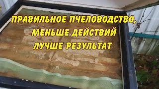 правильное пчеловодство меньше действий лучше результат зимовка вентиляция