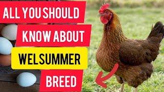 Welsummer Chicken Breed| All You  Should Know About Them