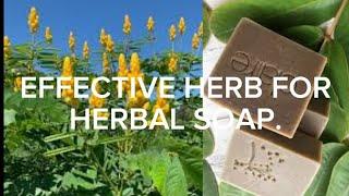 EFFECTIVE STRONG HERB FOR HERBAL SOAP (cassia alata )