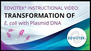 Transformation of E. coli with Plasmid DNA - Edvotek Video Tutorial