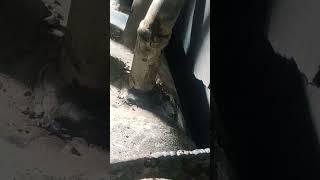 Boiler super heater header||WHRB super heater tube