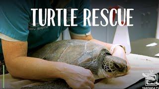 Green Turtle Rescue at Taronga Wildlife Hospital