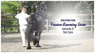 Iron Spring Farm Friesian Grooming Series: Ep. 2  Tail Care