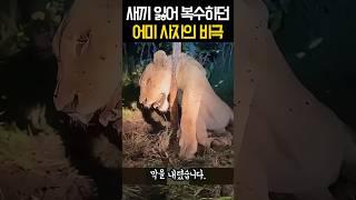 표범에게 새끼 잃고 복수하던 어미 사자의 비극