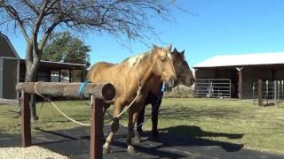 Why Light Is Bad For Horses - Understanding Horse Vision & Importance Of Darkness