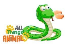 * SNAKES * | Animals For Kids | All Things Animal TV