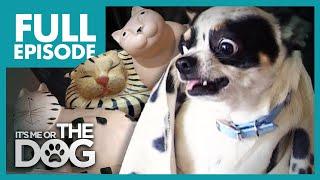 The Cat Replacement: Niles | Full Episode | It's Me or the Dog