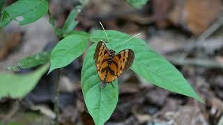 Heliconiini (a passion-vine butterfly) - Pantiacolla Lodge (Peru) 29-9-2019