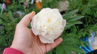 Peony Florence Nicholls (Paeonia lactiflora) , a beautiful creamy - white peony for the garden