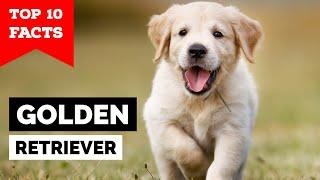 Golden Retriever - Top 10 Facts